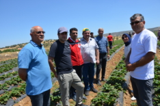 KULA KAYMAKAMI ALTUNTAŞ ÇİLEK HASATINA KATILDI.